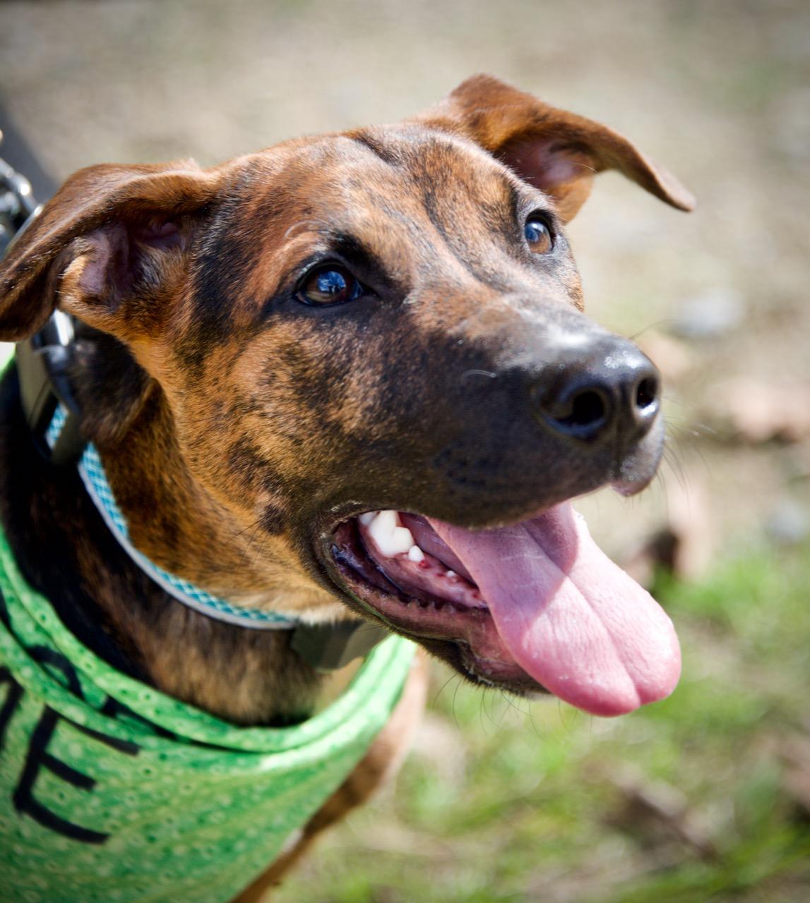 Enlarge Hudson, a Adoptable mixed breed in Hopkinton, MA image 3/6