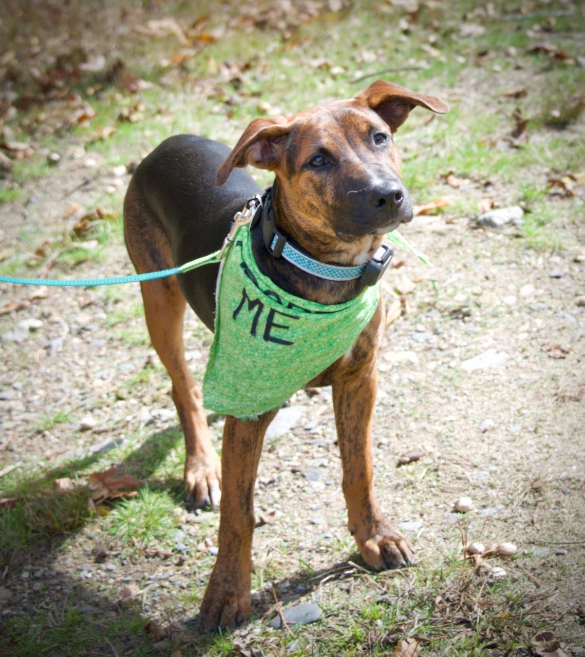 Hudson, Adoptable, Puppy Male Plott Hound.
