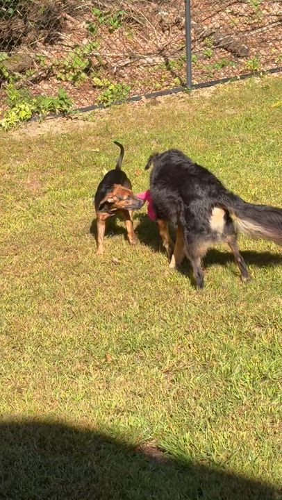 Enlarge Hudson, a Adoptable mixed breed in Hopkinton, MA video 1/6