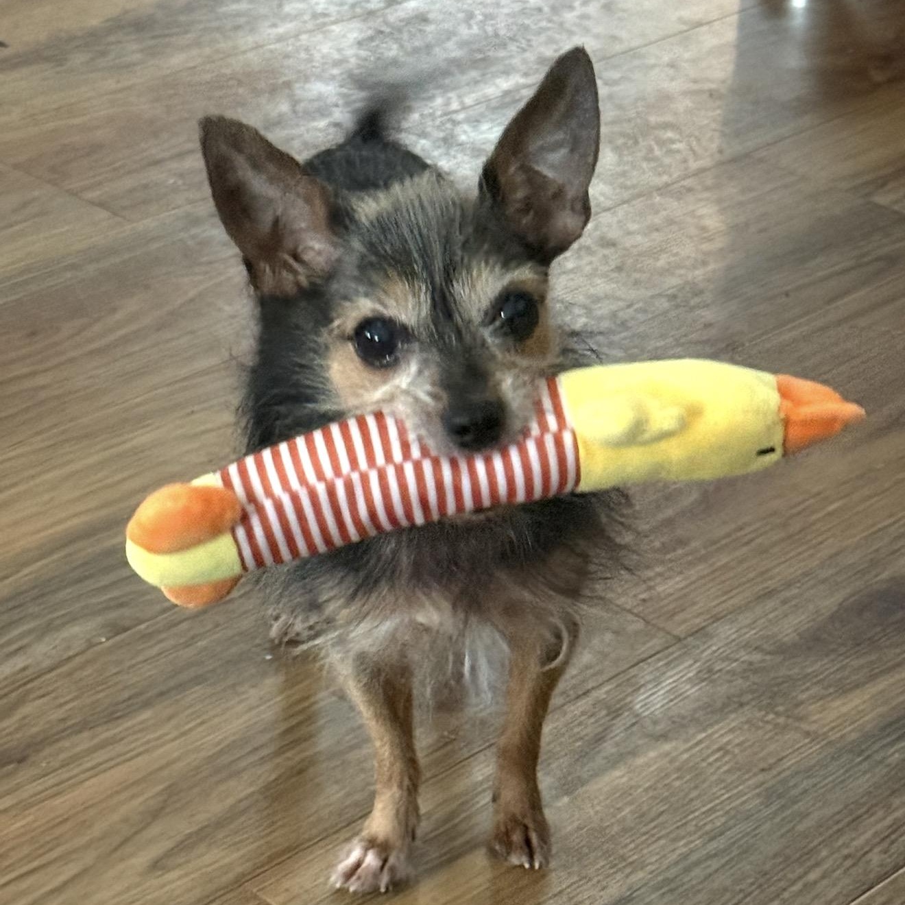 Ozzy, Adoptable, Adult Male Yorkshire Terrier.