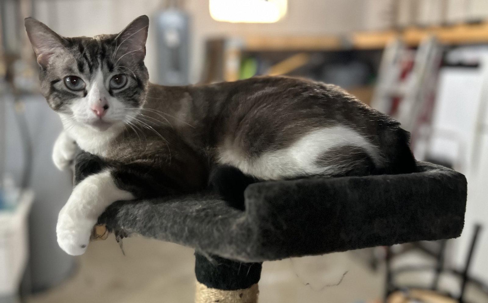 Enlarge Nicolette, a Adoptable mixed breed in Walled Lake, MI image 1/3