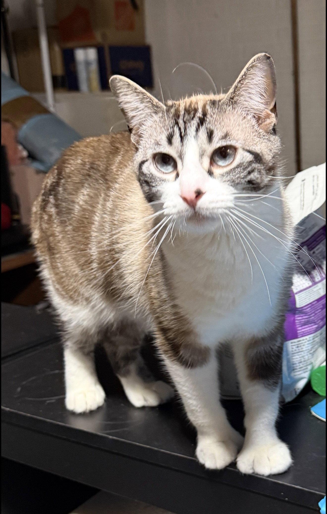 Enlarge Nicolette, a Adoptable mixed breed in Walled Lake, MI image 2/3