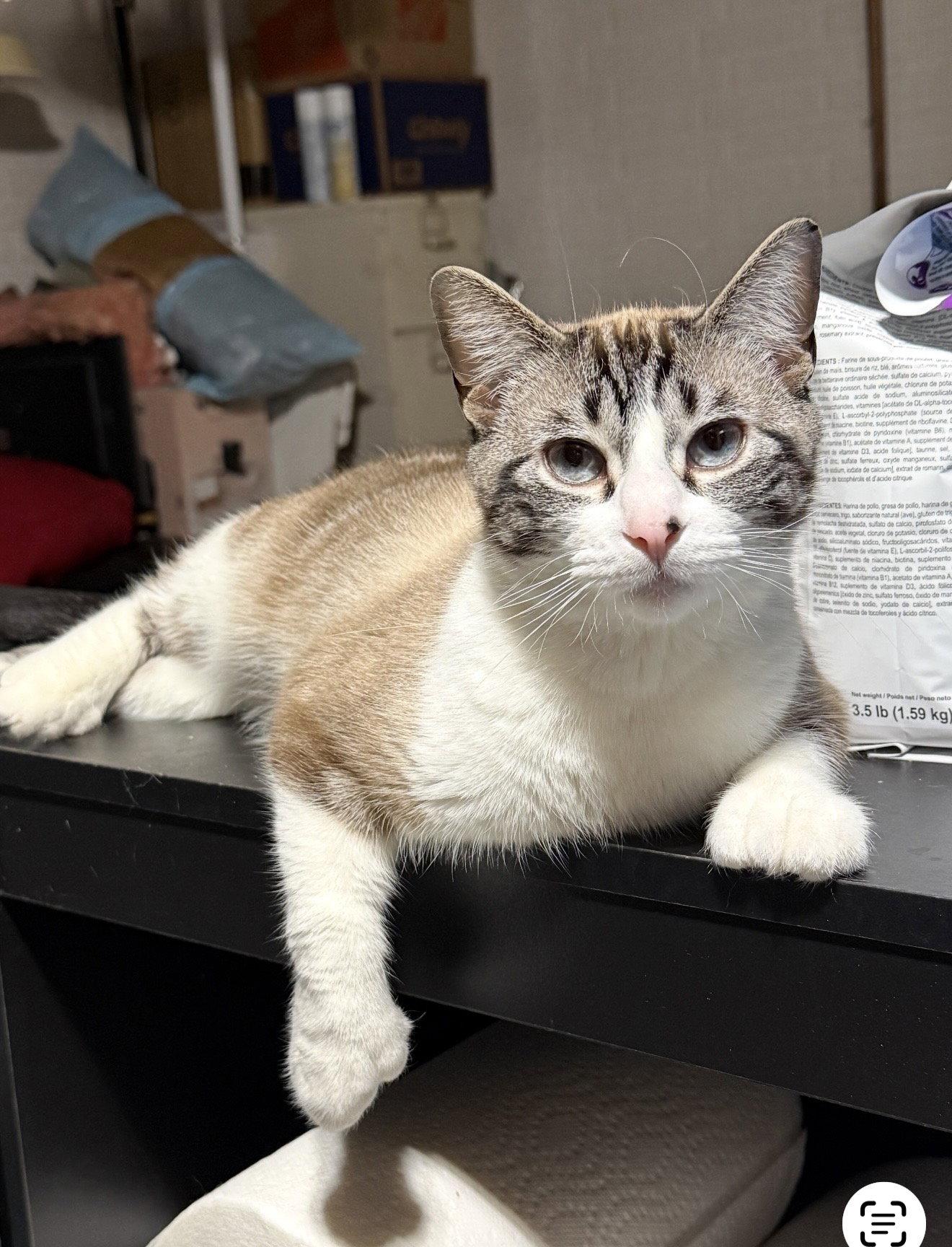 Enlarge Nicolette, a Adoptable mixed breed in Walled Lake, MI image 3/3