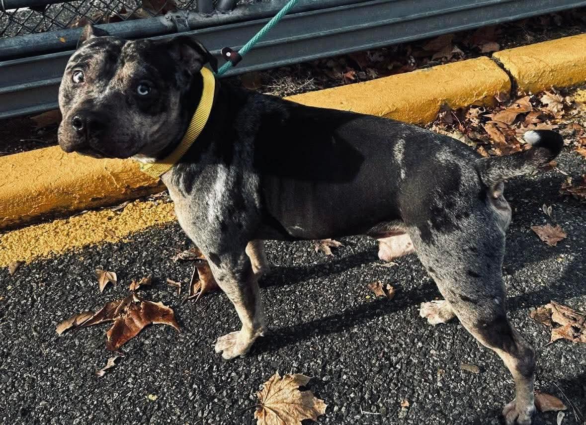 Enlarge Ace, a ADOPTABLE mixed breed in Jackson , NJ image 1/3