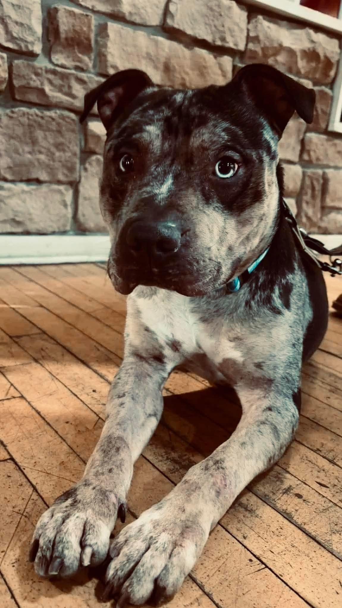 Ace, ADOPTABLE, Young Male Pit Bull Terrier.