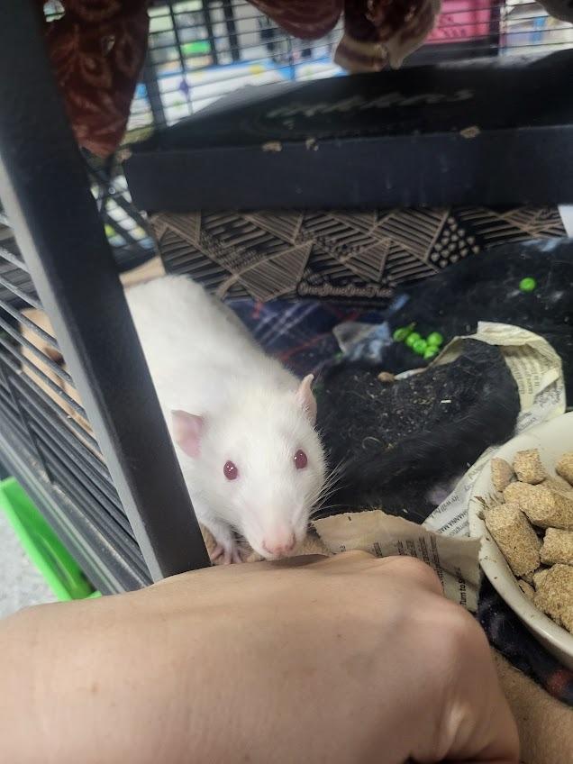 Enlarge Chef, a Adoptable Rat in CRYSTAL LAKE, IL image 1/5