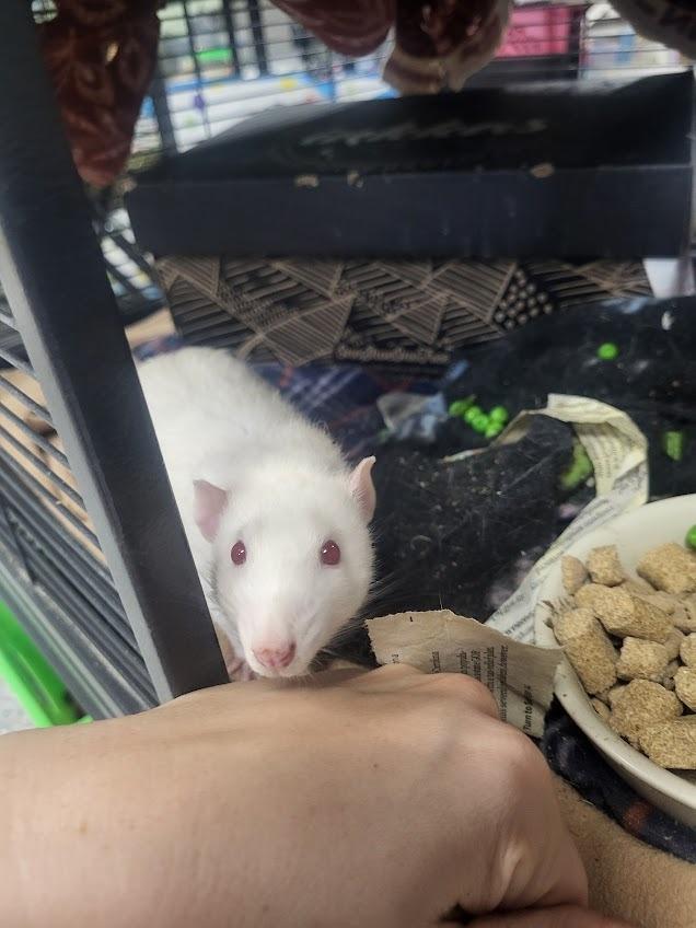 Enlarge Chef, a Adoptable Rat in CRYSTAL LAKE, IL image 2/5