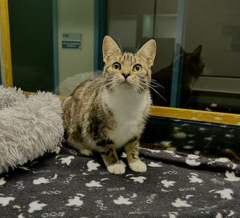 Winny, ADOPTABLE, Young Female Domestic Short Hair.
