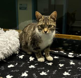 Enlarge Winny, a ADOPTABLE Domestic Short Hair in Suffolk, VA image 2/2