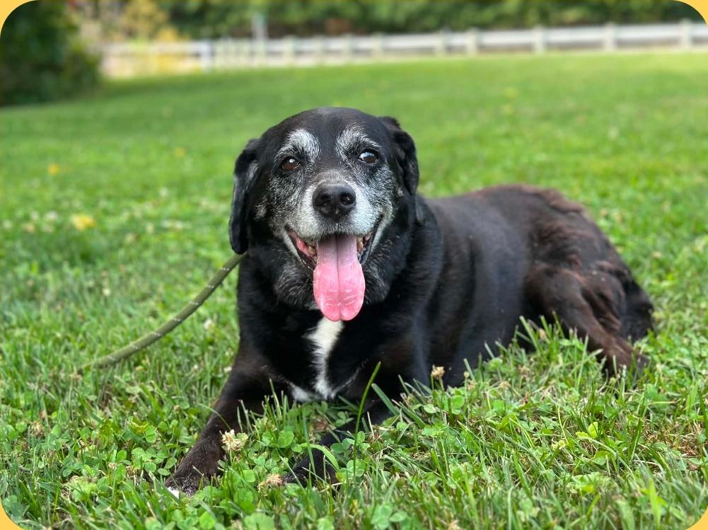 Enlarge April, a ADOPTABLE mixed breed in Millfield, OH image 3/4