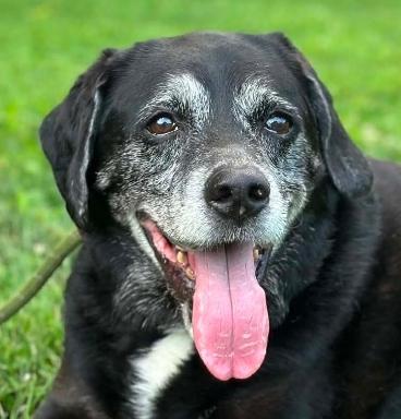 Enlarge April, a ADOPTABLE mixed breed in Millfield, OH image 1/4