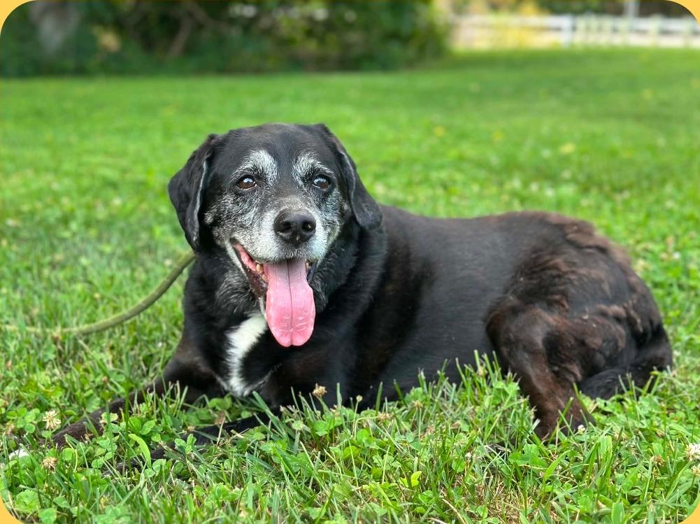 Enlarge April, a ADOPTABLE mixed breed in Millfield, OH image 2/4