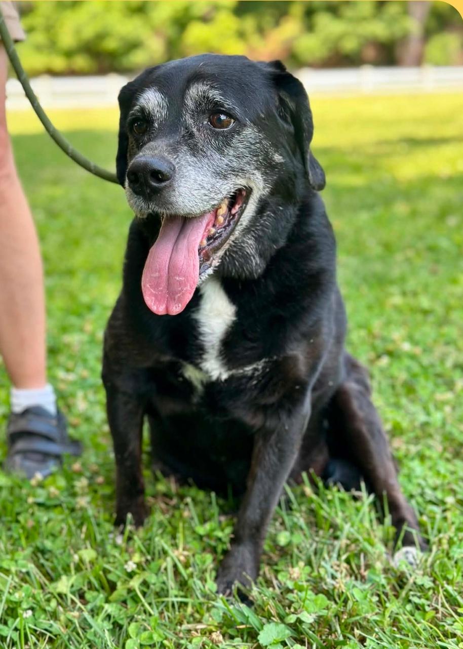 Enlarge April, a ADOPTABLE mixed breed in Millfield, OH image 4/4