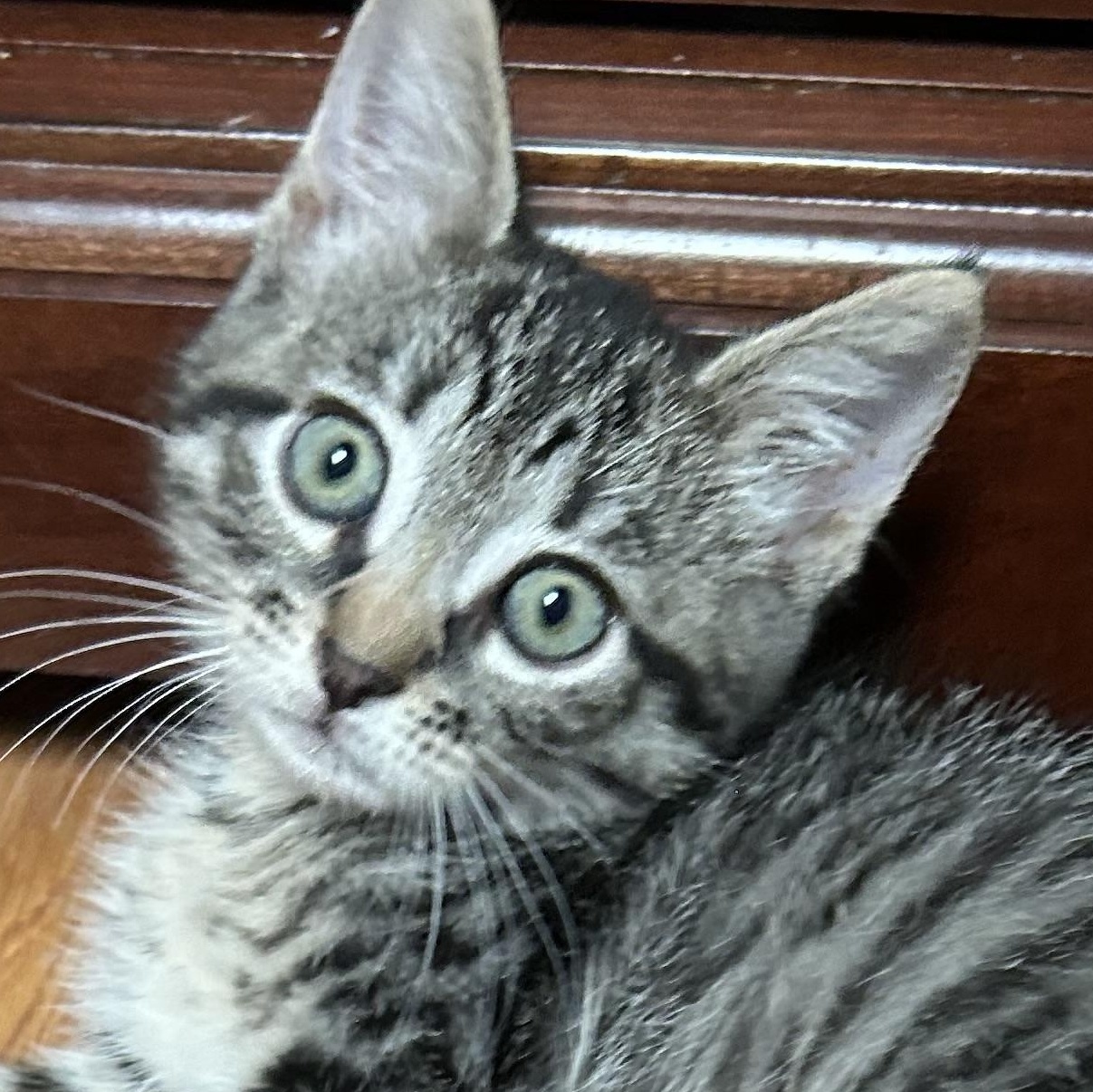 Lola was the smallest of the litter but is finally catching up Despite her peti