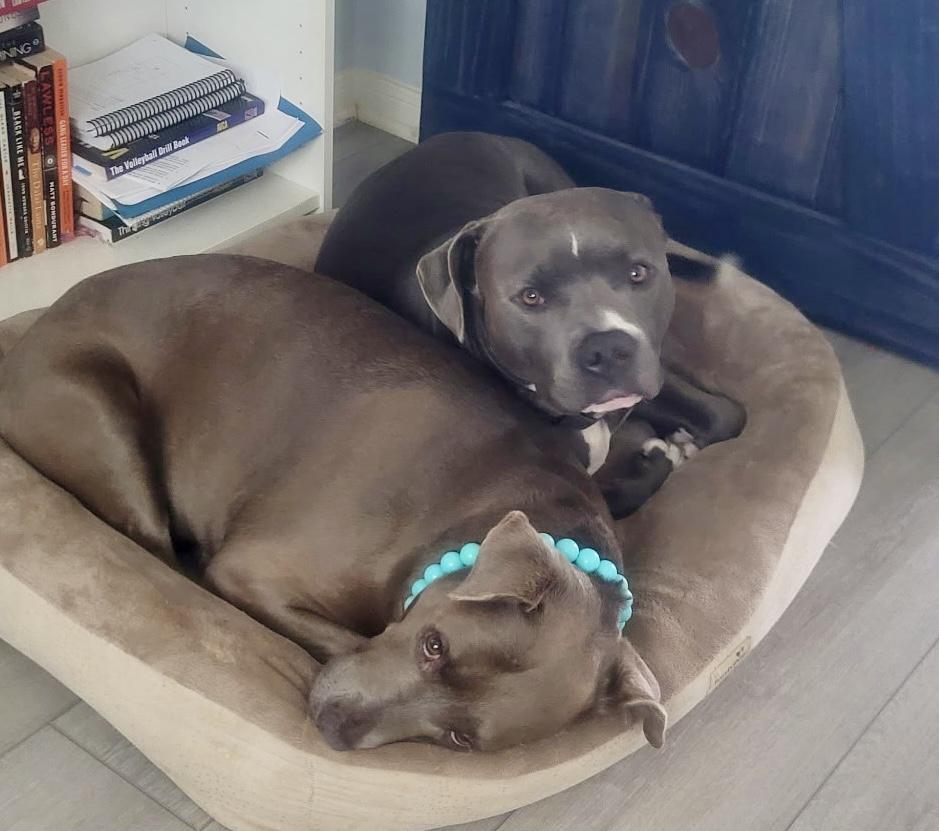 Max, Adoptable, Adult Male American Staffordshire Terrier.