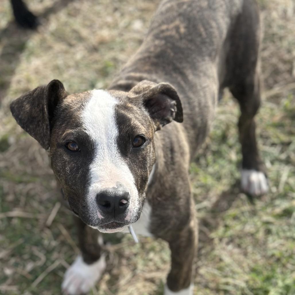 Enlarge Winston, a Adoptable mixed breed in San Saba, TX image 2/2