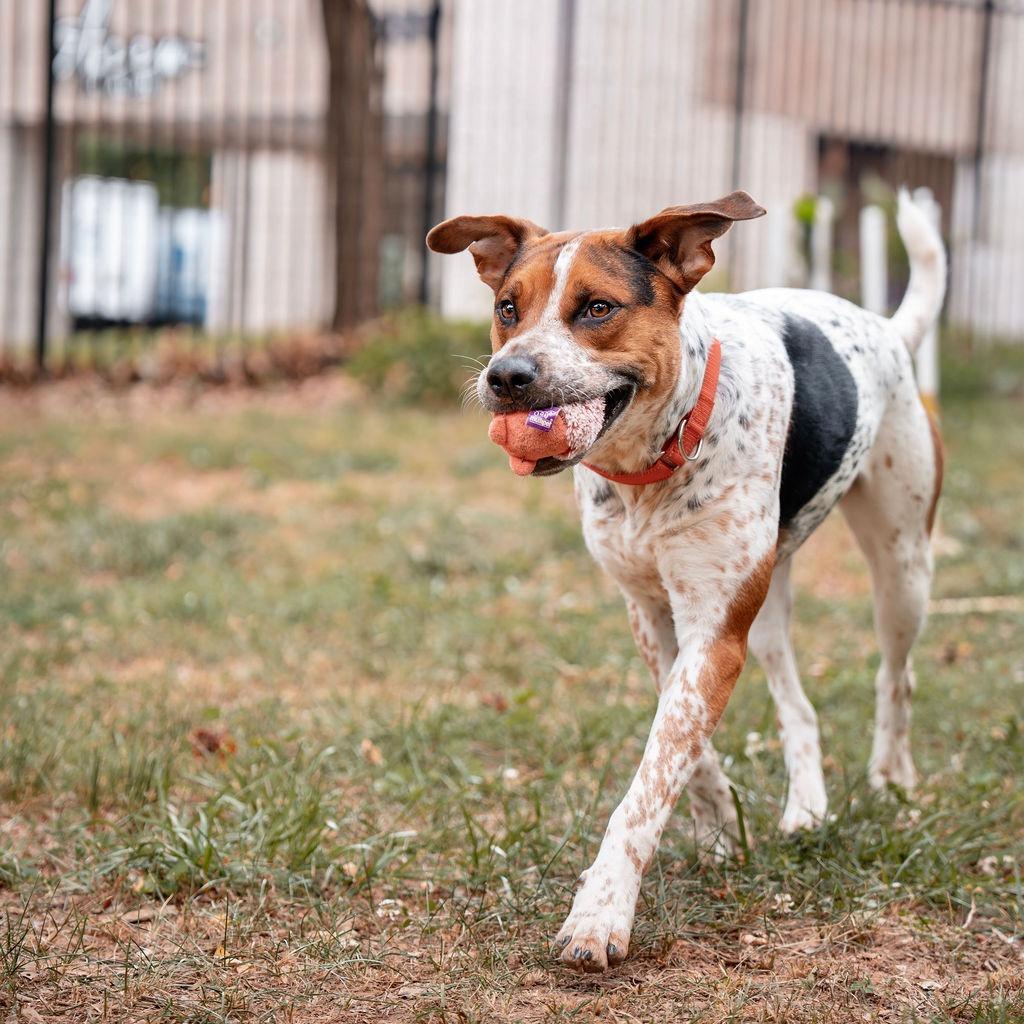 Niblet, Adoptable, Adult Male Cattle Dog.