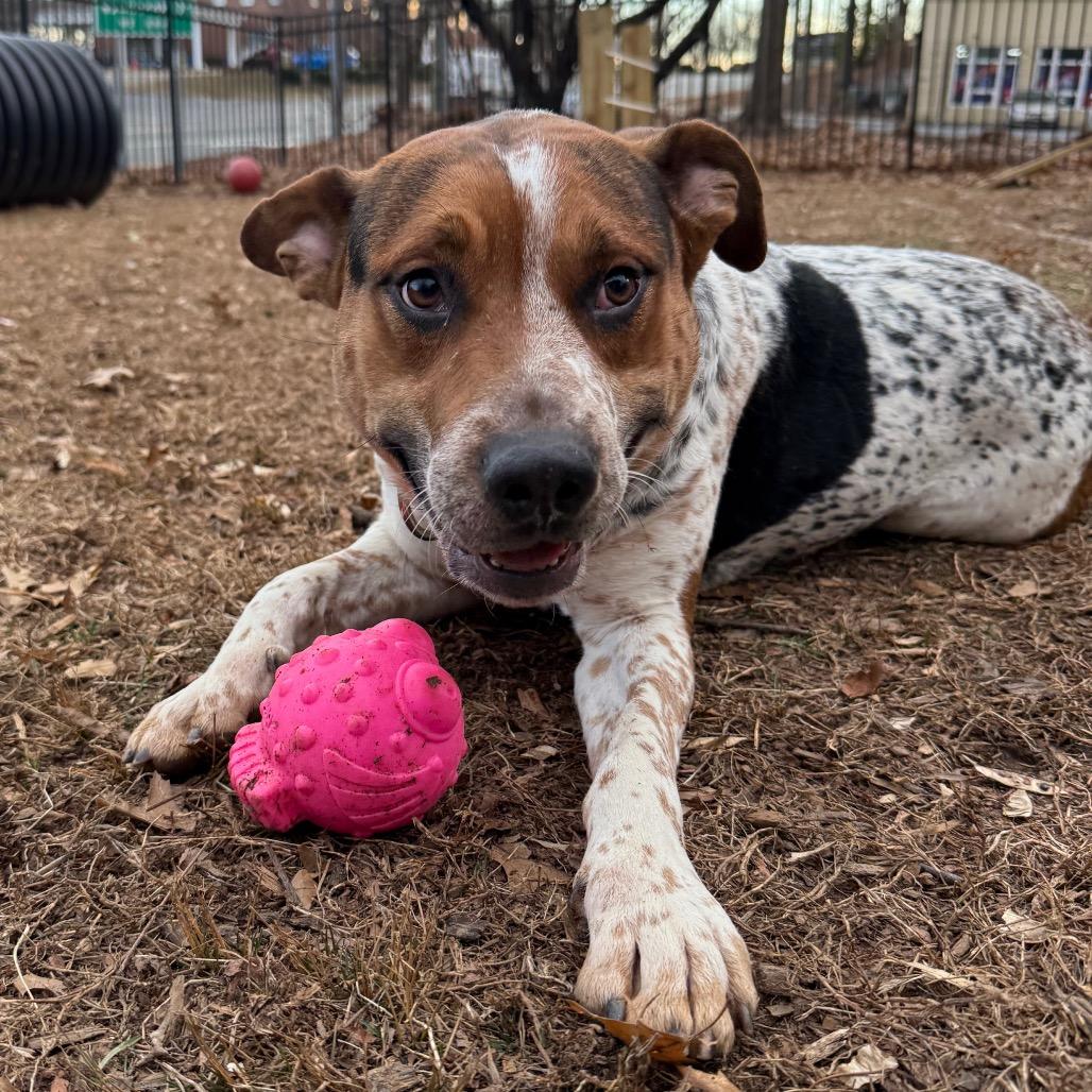 Enlarge Niblet, a Adoptable Cattle Dog in Charlottesville, VA image 2/6