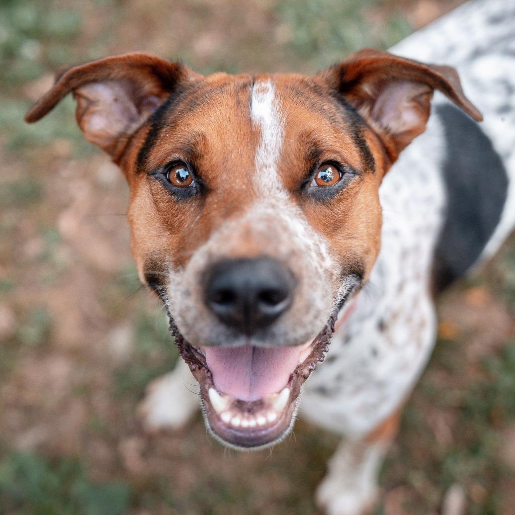 Niblet, a Adoptable Cattle Dog in Charlottesville, VA image 5/6