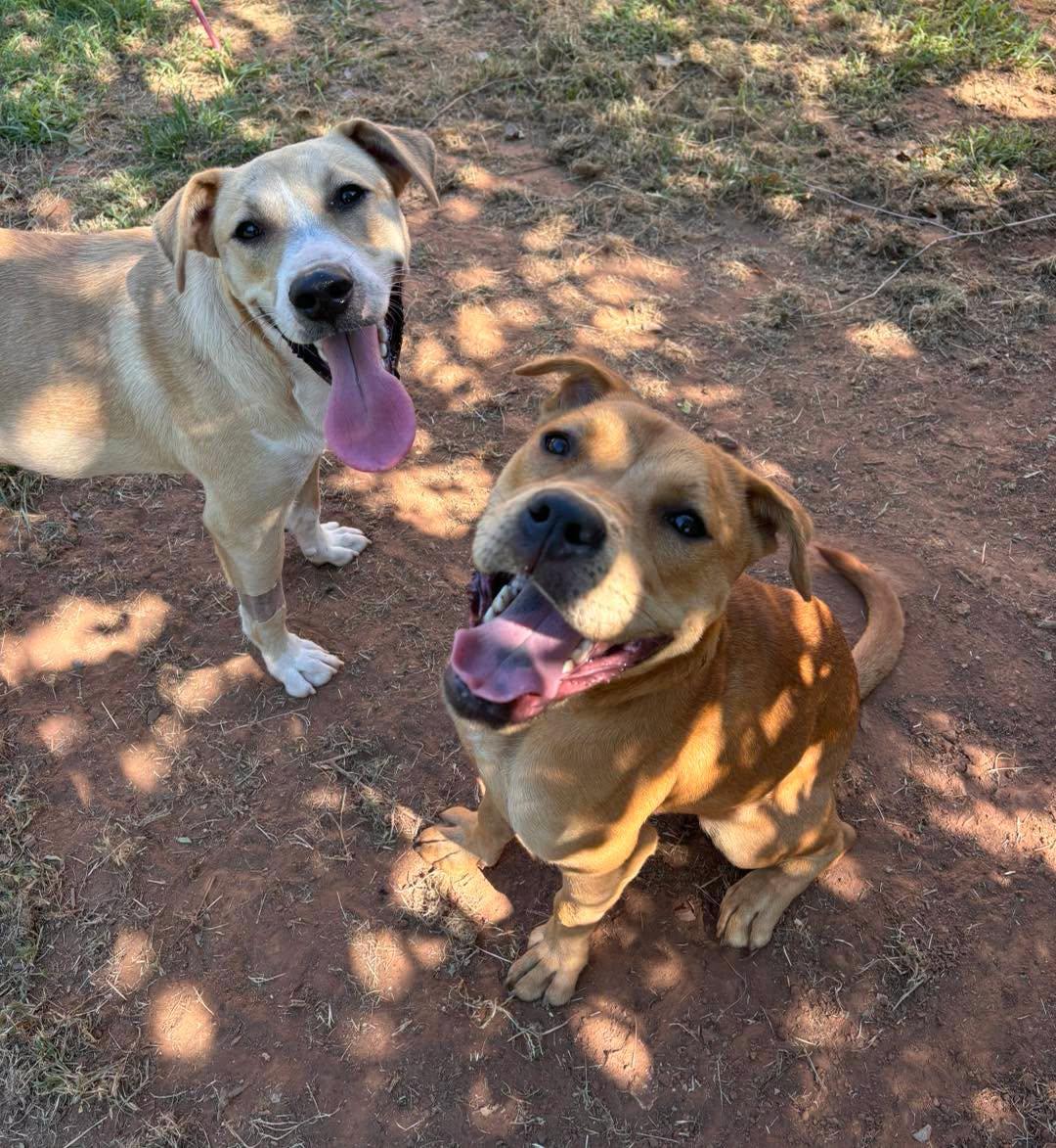 Cheddar, a ADOPTABLE mixed breed in Stillwater, OK image 2/2