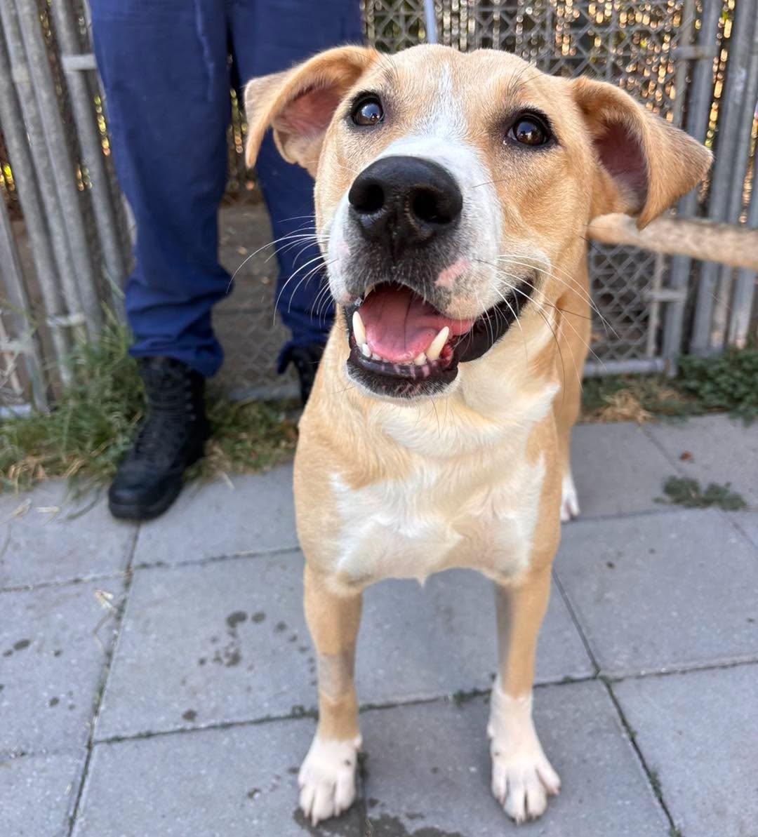 Cheddar, ADOPTABLE, Adult Male Labrador Retriever & Pit Bull Terrier.