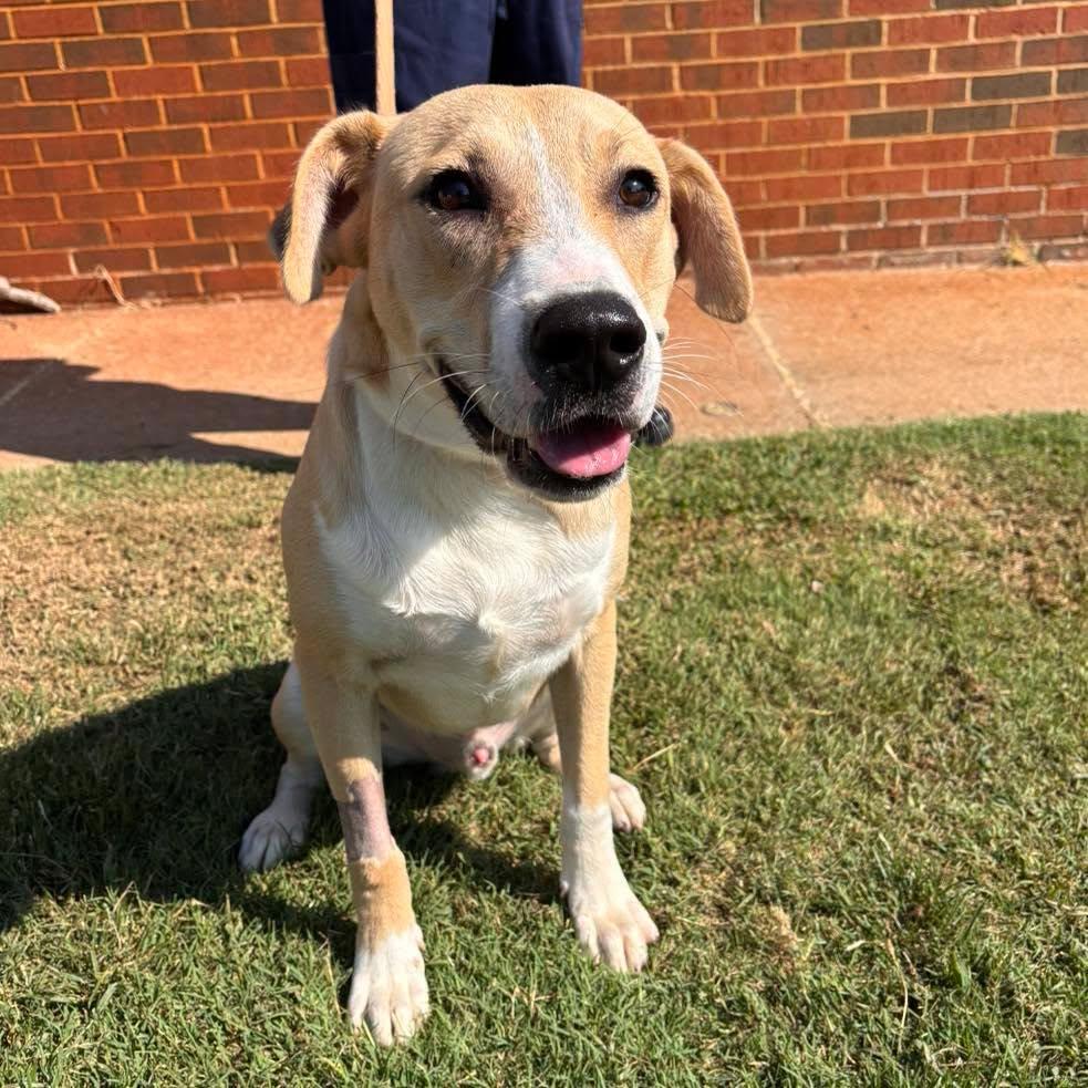 Cheddar, ADOPTABLE, Adult Male Labrador Retriever & Pit Bull Terrier.