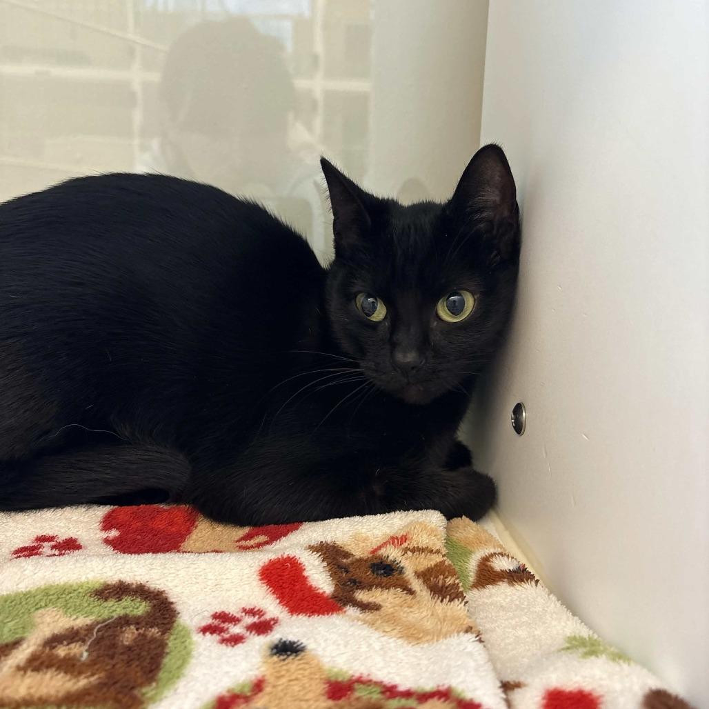 Hope, Adoptable, Young Female Domestic Short Hair.