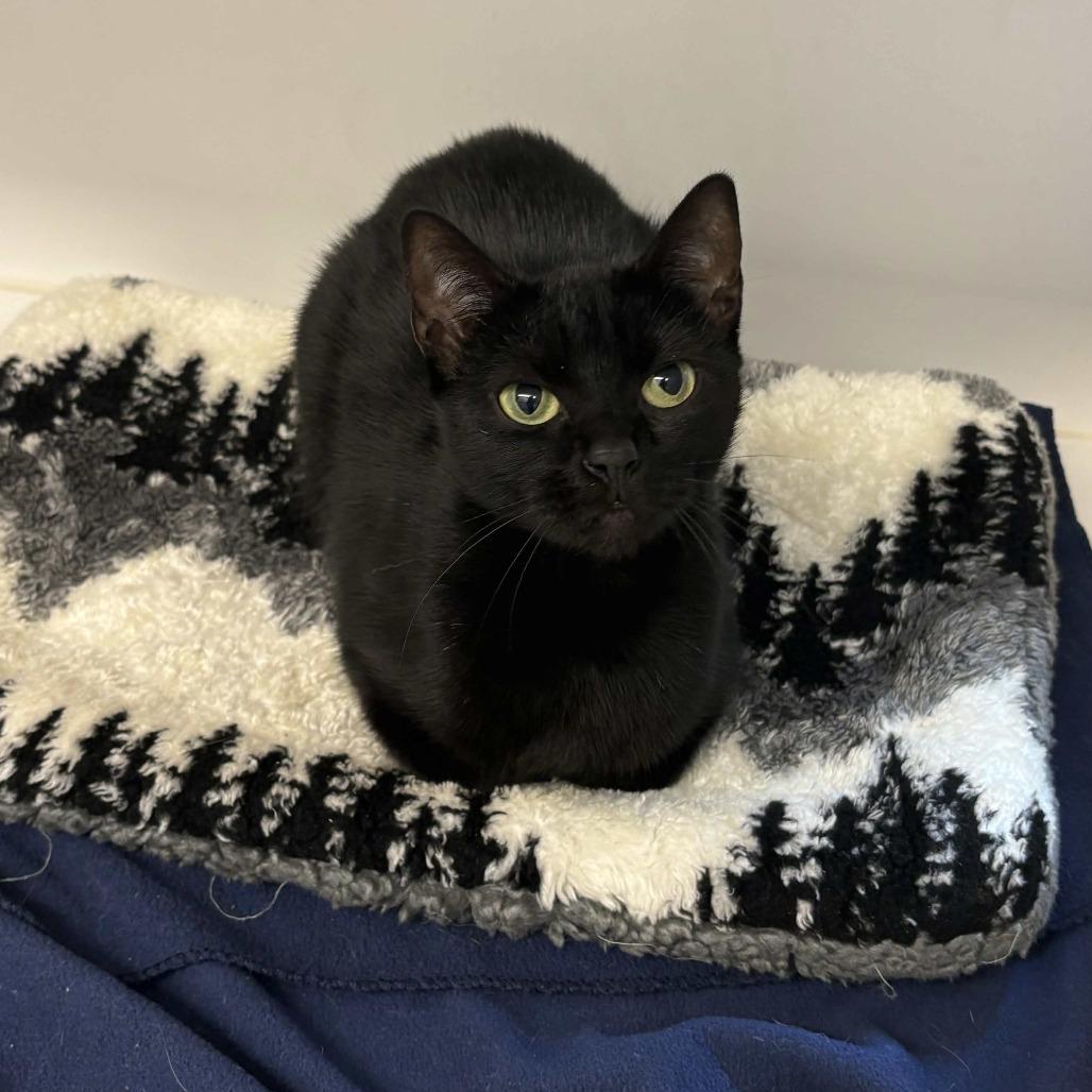 Hope, a Adoptable Domestic Short Hair in Beaumont, TX image 2/3