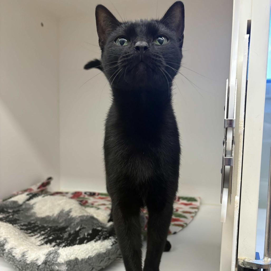 Hope, a Adoptable Domestic Short Hair in Beaumont, TX image 3/3