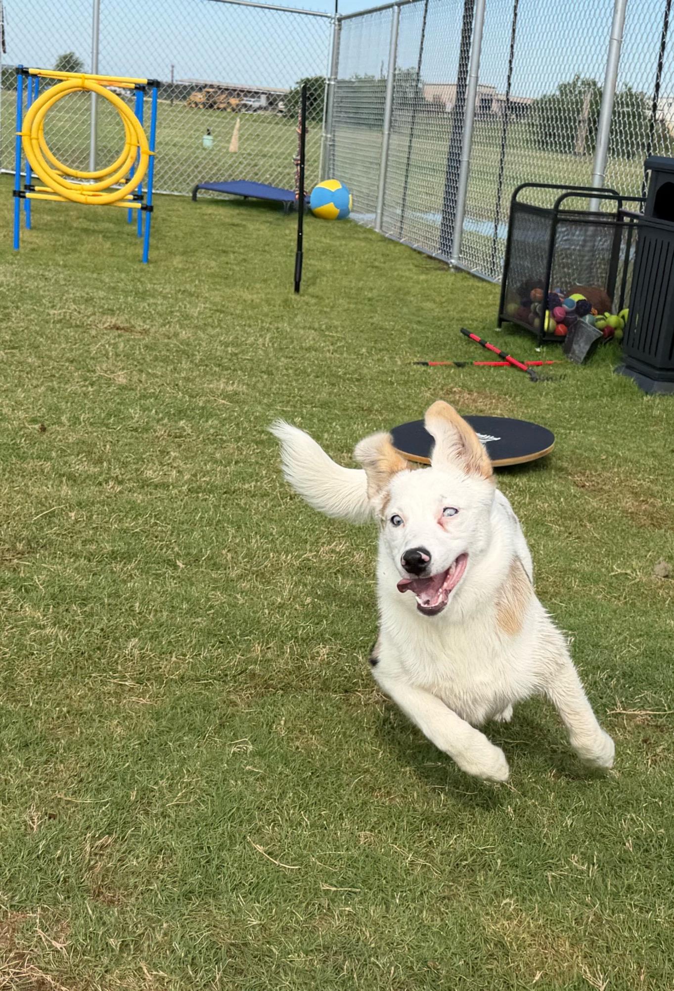 Enlarge Ellie, a ADOPTABLE mixed breed in Athens, TX image 4/6
