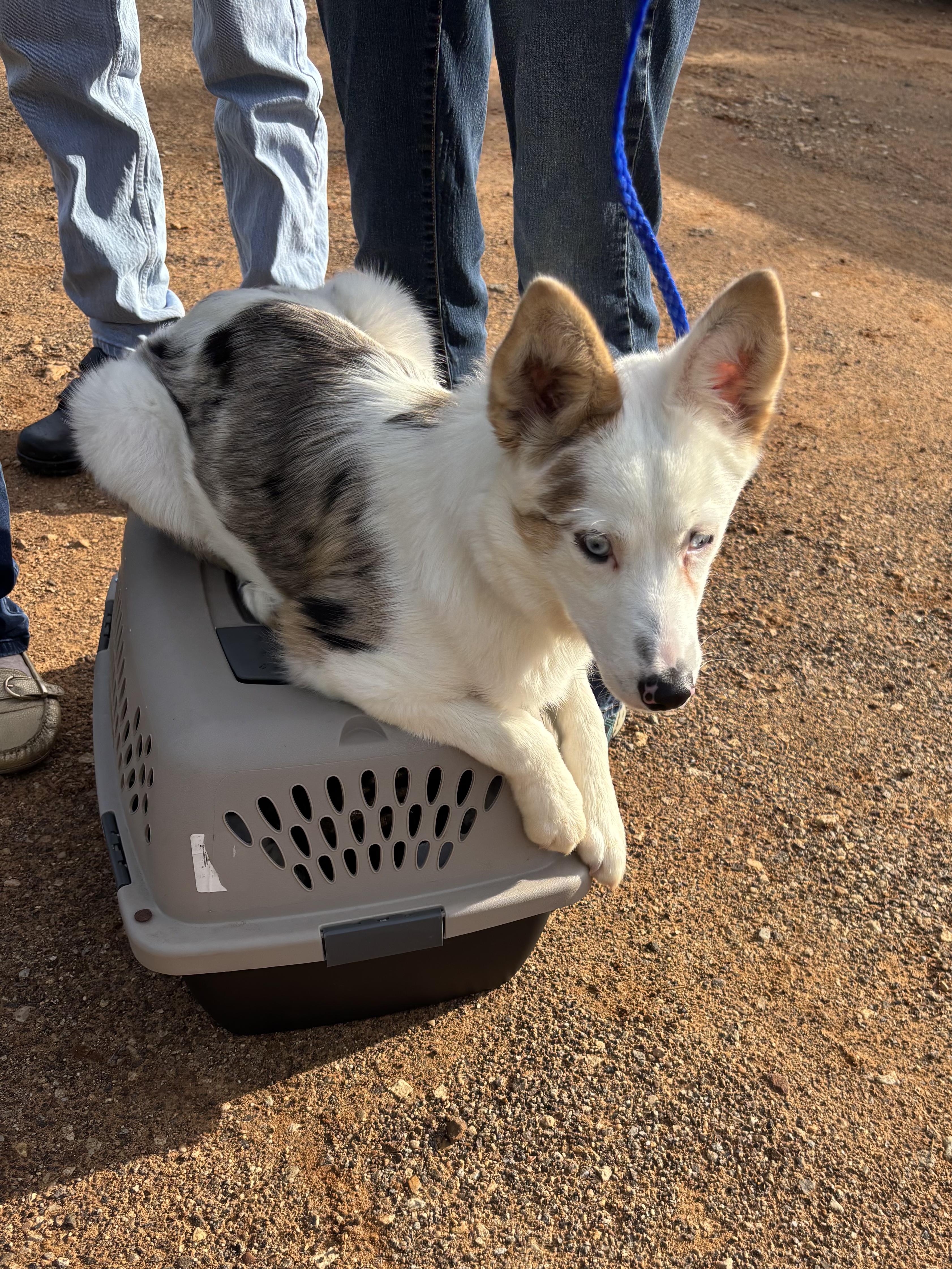 Enlarge Ellie, a ADOPTABLE mixed breed in Athens, TX image 6/6