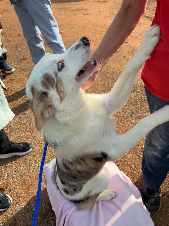 Enlarge Ellie, a ADOPTABLE mixed breed in Athens, TX video 2/6