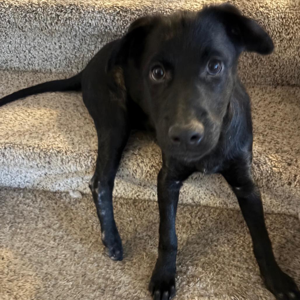 Enlarge Zazu, a Adoptable Mixed Breed in Farmington, MN image 2/6
