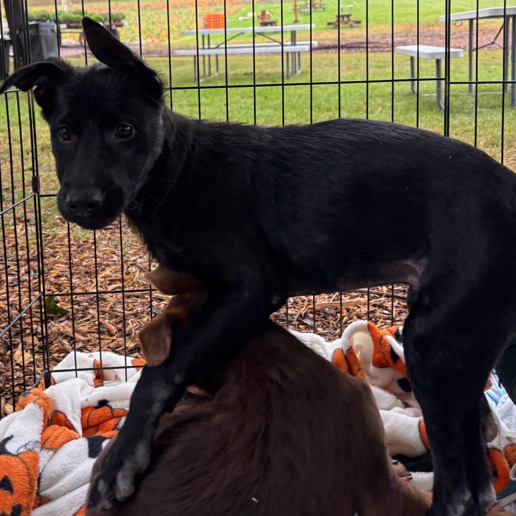 Enlarge Zazu, a Adoptable Mixed Breed in Farmington, MN image 3/6
