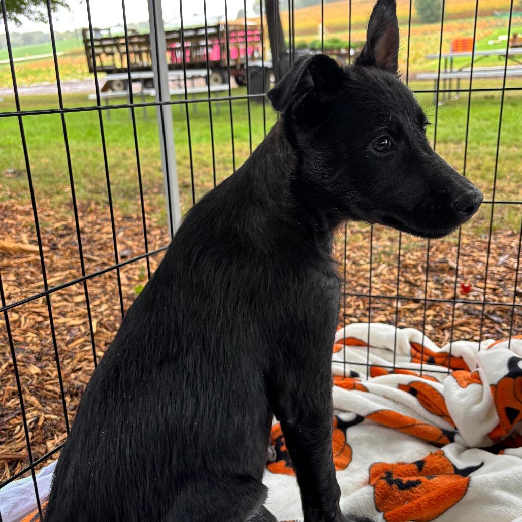 Enlarge Zazu, a Adoptable Mixed Breed in Farmington, MN image 4/6