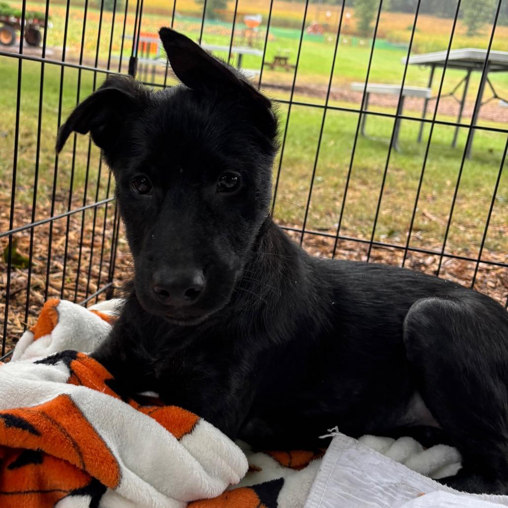 Enlarge Zazu, a Adoptable Mixed Breed in Farmington, MN image 5/6
