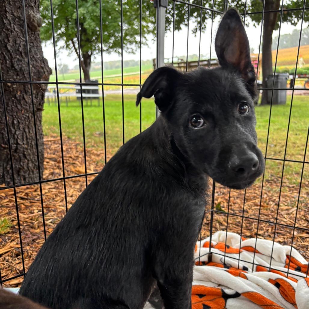 Zazu, Adoptable, Puppy Female Mixed Breed.