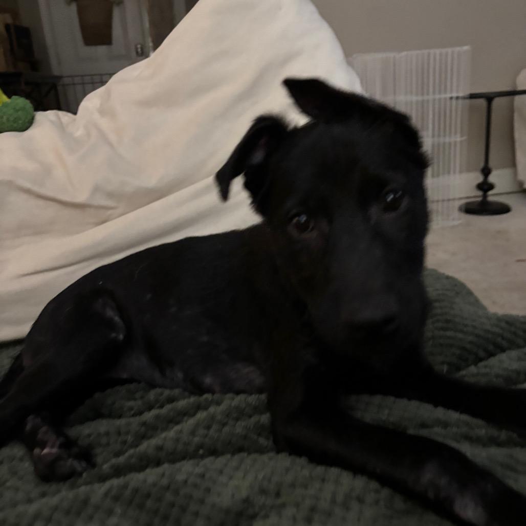 Enlarge Zazu, a Adoptable Mixed Breed in Farmington, MN image 6/6