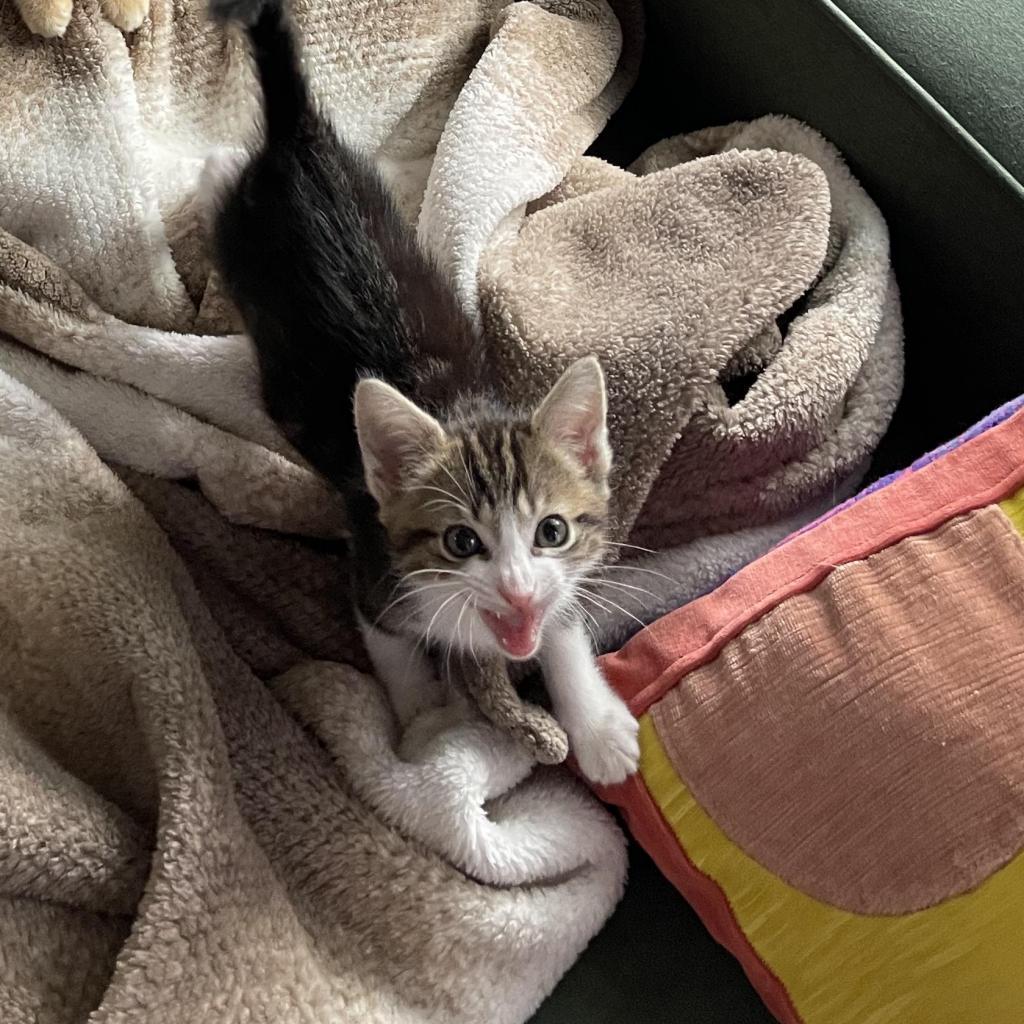 Toby, Adoptable, Adult Male Domestic Short Hair.