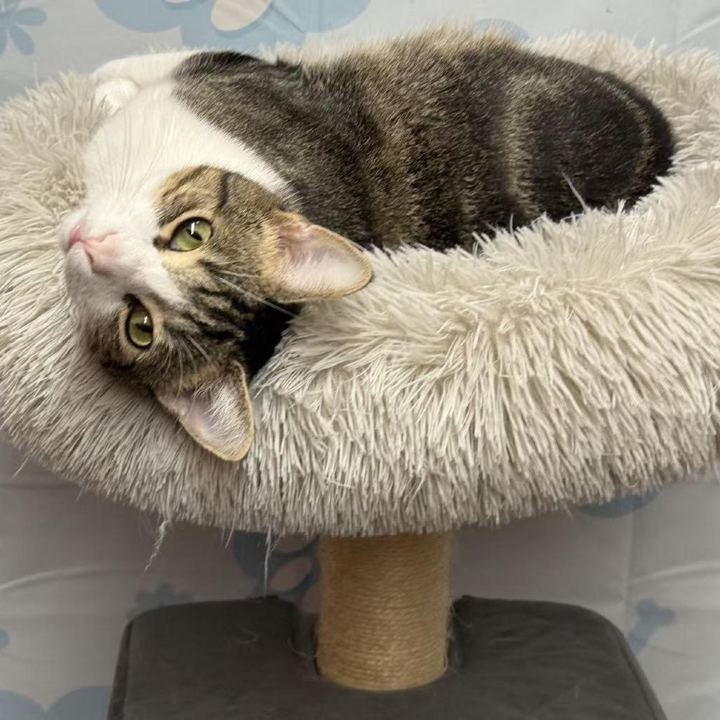 Sugar, a Adoptable Domestic Short Hair in Escondido, CA image 4/6