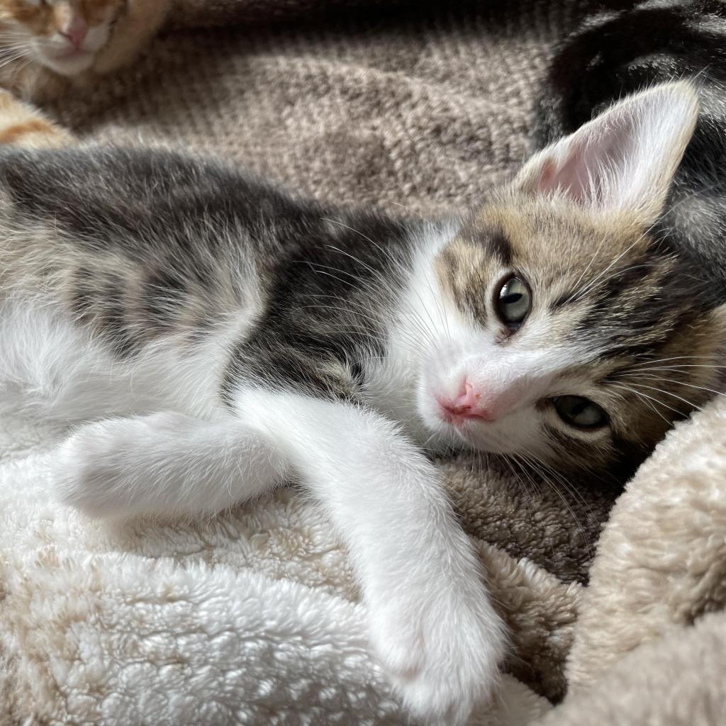 Enlarge Toby, a Adoptable Domestic Short Hair in Escondido, CA image 4/6