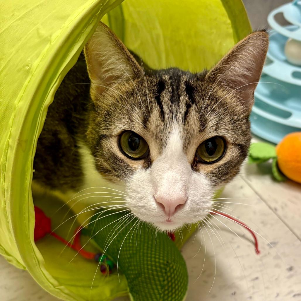 Enlarge Sugar, a Adoptable Domestic Short Hair in Escondido, CA image 5/6