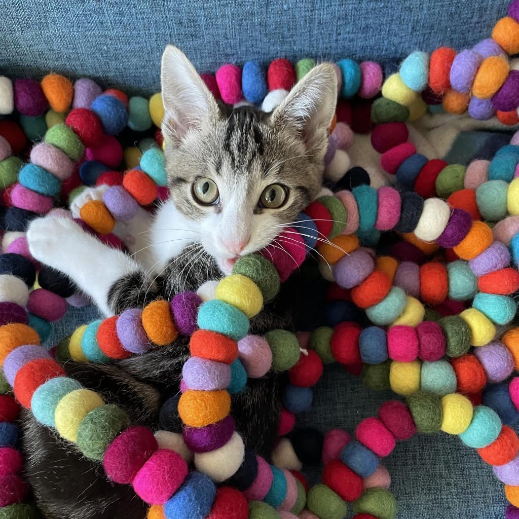 Enlarge Toby, a Adoptable Domestic Short Hair in Escondido, CA image 5/6