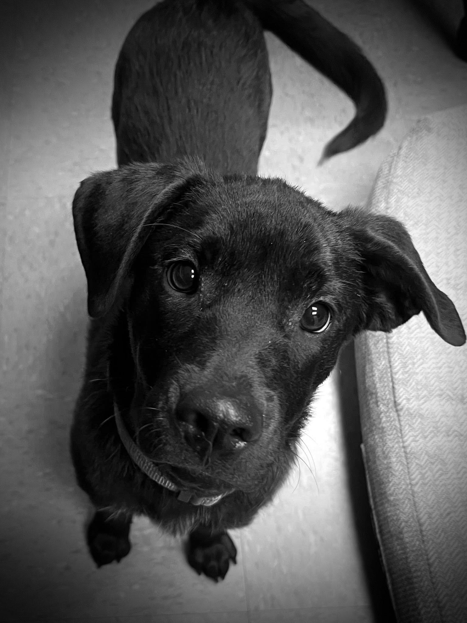 Enlarge Sunshine, a Adopted Black Labrador Retriever in Blackwood, NJ image 1/3