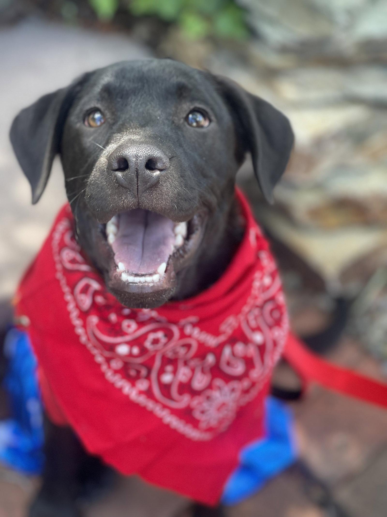 Enlarge Sunshine, a Adopted Black Labrador Retriever in Blackwood, NJ image 2/3