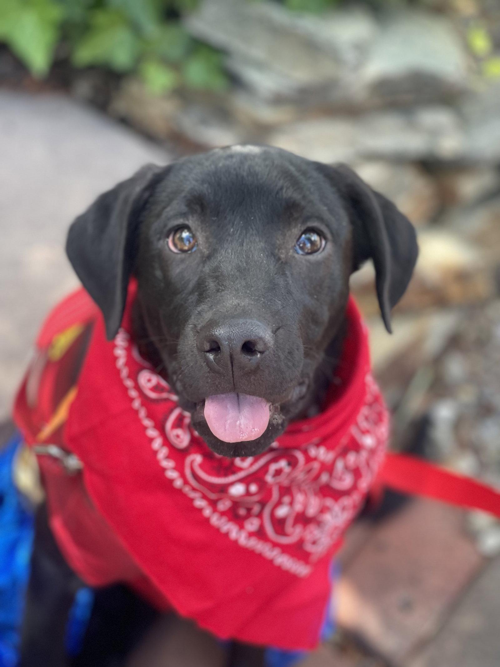 Enlarge Sunshine, a Adopted Black Labrador Retriever in Blackwood, NJ image 3/3