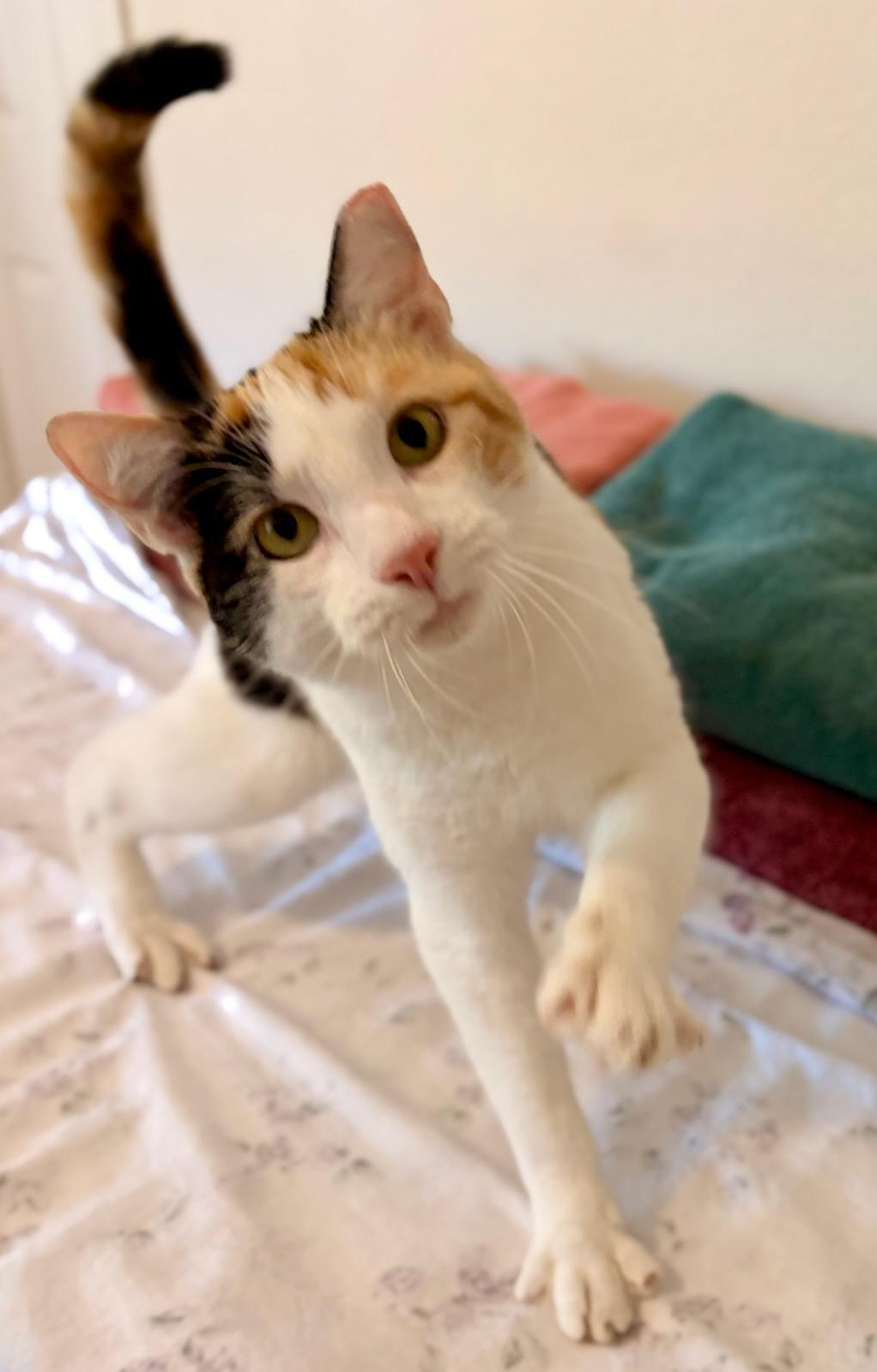 Callie, a ADOPTABLE mixed breed in San Jose, CA image 3/4