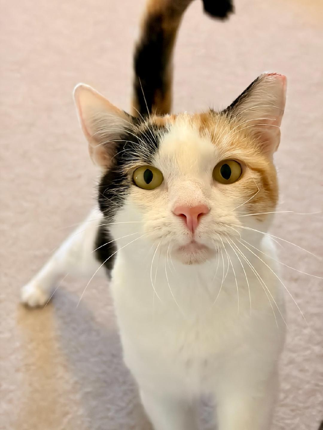 Callie, a ADOPTABLE mixed breed in San Jose, CA image 4/4