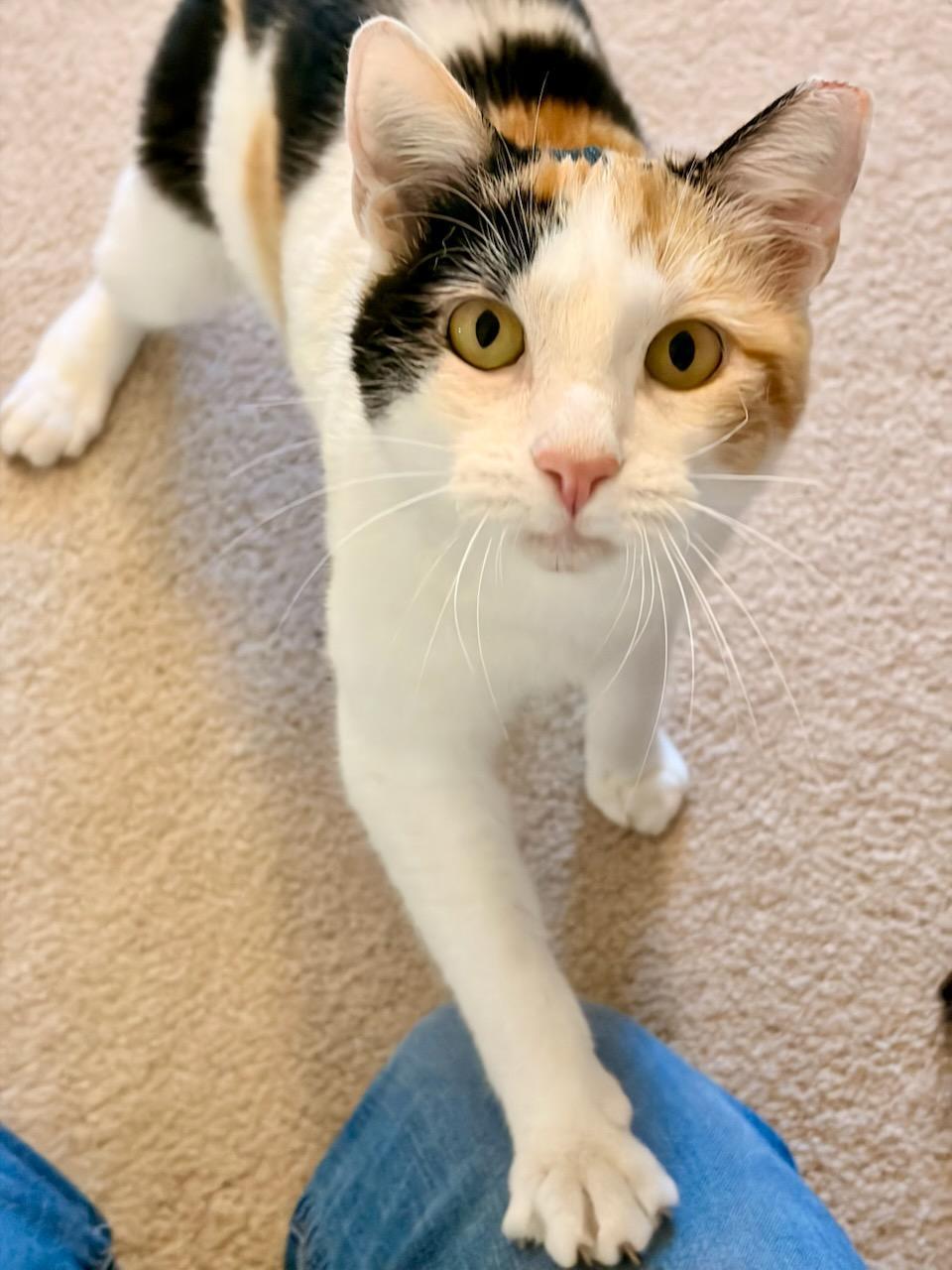 Callie, a ADOPTABLE mixed breed in San Jose, CA image 2/4