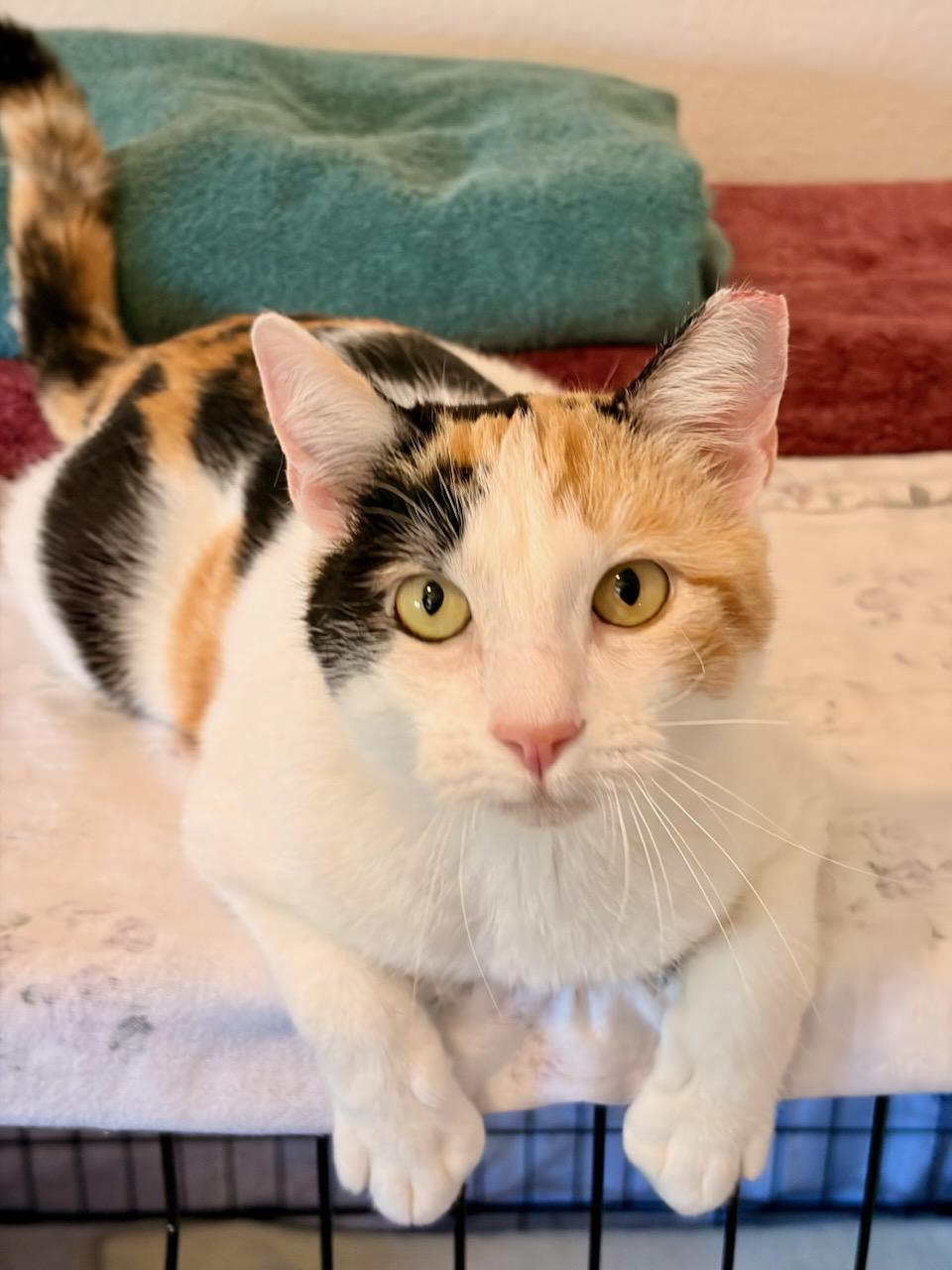 Callie, ADOPTABLE, Young Female Domestic Short Hair & Calico.